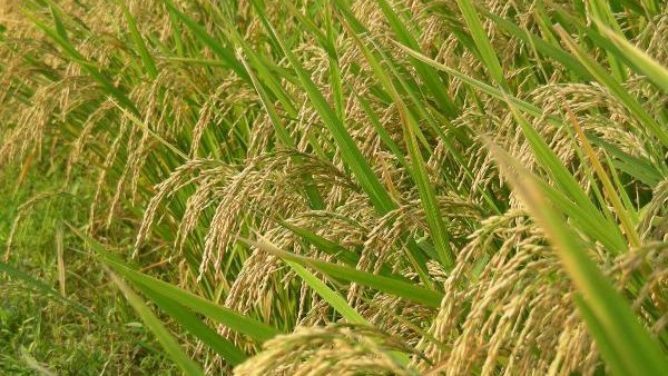 India launches genome-edited rice varieties to boost yields and combat ...