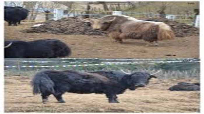 Scientists solve the Indian Yak's genetic riddles, let’s learn more!